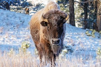 Frosted bison cow at Wind Cave National Park.
