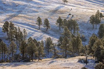 Bison and elk just below Highland Ridge Road in Wind Cave National Park.