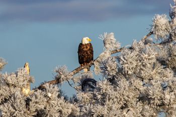 Bald eagle on a frosted ponderosa pine at Wind Cave National Park.