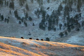 Bison grazing at first light at Wind Cave National Park.