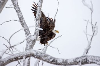 Bald eagle on the day after Thanksgiving in Walworth County.