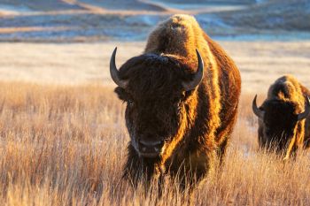 Morning light on bison at Wind Cave National Park.