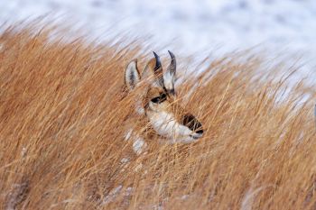Pronghorn blending in at Custer State Park.