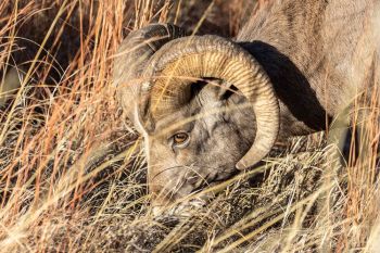 Bighorn ram at Custer State Park.