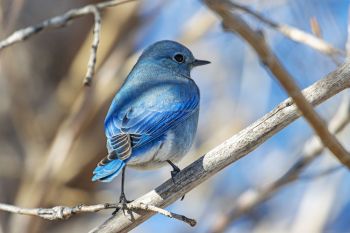 Mountain bluebird at Badlands National Park.