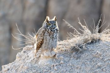 Great horned owl at Badlands National Park.