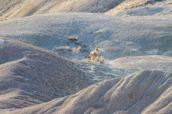 White-tail deer Badlands National Park.