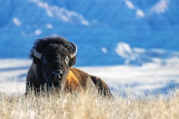 American bison at Badlands National Park.