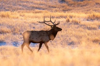 Elk at Wind Cave National Park.