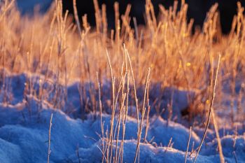 Frost on grass at Wind Cave National Park.