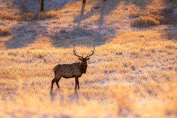 The elk finally spotted me hiding in the grass.