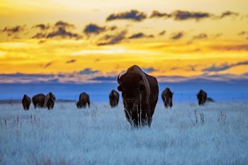 Sunrise with the bison herd of Wind Cave National Park.
