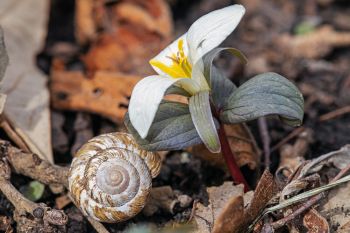 Snow trillium and snail shell, Newton Hills State Park.