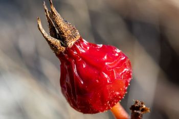 Rose hip, Deuel County.