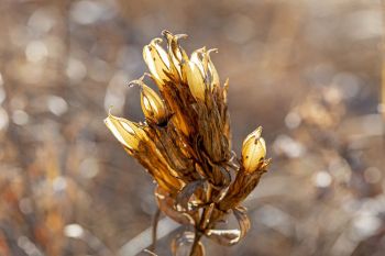 Downy gentian wildflower husk in April.