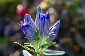 Downy gentian in full bloom from September of 2020.