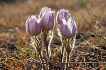 Four of kind: a pasqueflower patch in Hanson County.