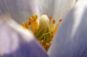 Pasqueflower stamen detail.