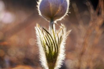 Pasqueflower fuzz highlighted by the early evening light.
