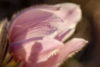 New pasqueflower petals in the early evening light.