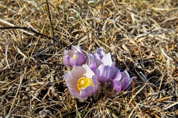 New pasqueflowers emerging, Hanson County.