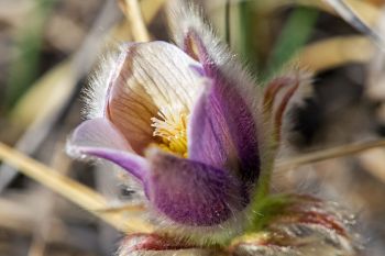 Pasqueflower, Hanson County.