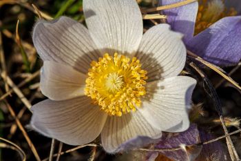 Pasqueflower, Hanson County.