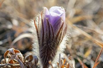 Pasqueflower, Hanson County.