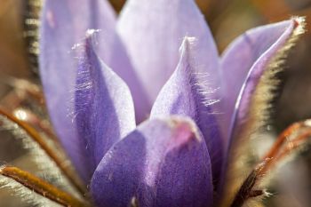 Petal detail.