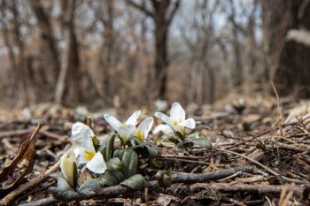 Snow trillium emerging at Newton Hills State Park.