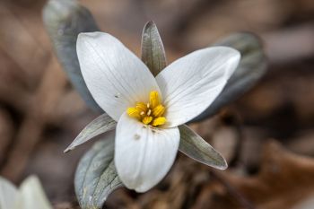 Snow trillium, Newton Hills State Park.