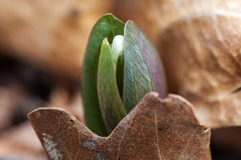 Snow trillium emerging from the forest floor, Newton Hills State Park.