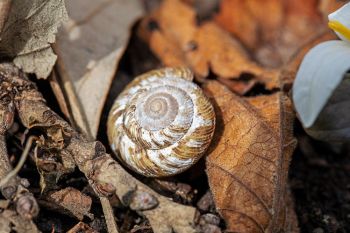 Land snail shell, Newton Hills State Park.