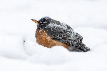 Easter morning snow on a robin at Terrace Park in Sioux Falls.