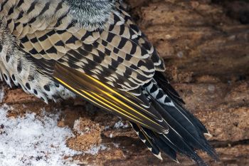 The tail feathers of a sleeping northern flicker taking shelter in a hollowed-out log at the Outdoor Campus in Sioux Falls.