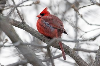 A northern cardinal puffed up against the cold at Palisades State Park near Garretson.