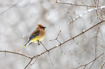A cedar waxwing in the Easter snowfall at the Outdoor Campus in Sioux Falls.