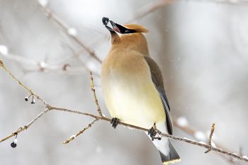 Cedar waxwing about to throw a berry down the hatch at the Outdoor Campus in Sioux Falls.