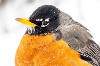 A robin looking a bit perturbed as it waits out the Easter snowstorm at the Outdoor Campus in Sioux Falls.