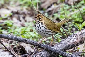 An ovenbird at Elmwood Park in Sioux Falls (spring 2019).