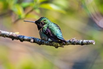 Ruby-throated hummingbird at Palisades State Park (spring 2019).