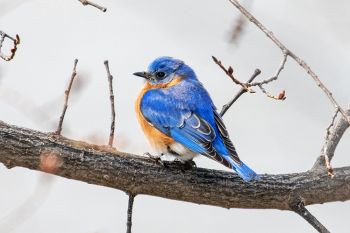 Eastern bluebird at Lake Alvin Recreation Area.