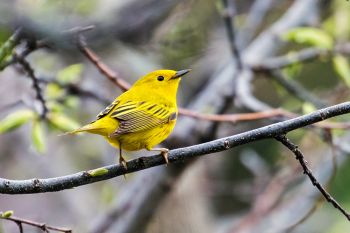 Many yellow warblers end their spring migrations in South Dakota and raise their young here.