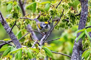 Golden-winged warbler at Palisades State Park (spring 2019).