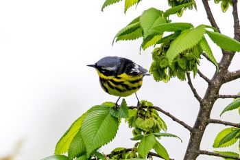 Magnolia warbler at Palisades State Park (spring 2019).