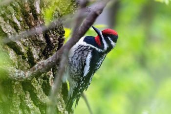 Yellow-bellied sapsucker at Palisades State Park (spring 2019).