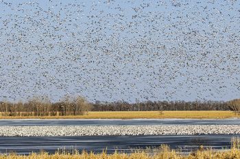 Snow geese at Sand Lake National Wildlife Refuge.