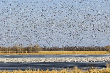 Snow geese at Sand Lake National Wildlife Refuge.