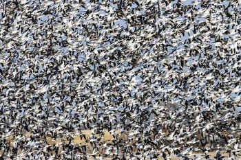 Snow geese liftoff at Sand Lake National Wildlife Refuge.