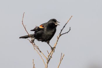 Red-winged blackbird calling out its raspy claim to a wetland area near Houghton.